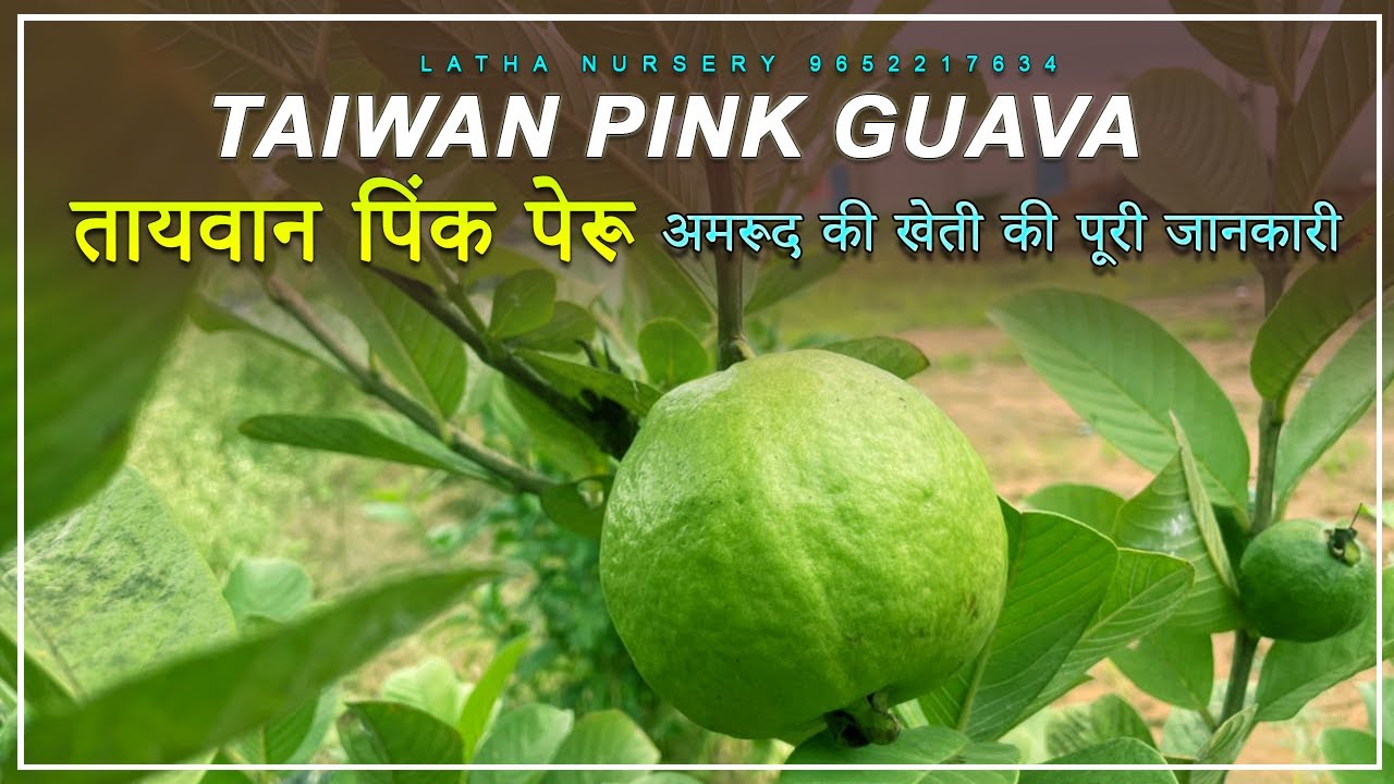 Taiwan pink ka cultivation | nursery | Peru | guava