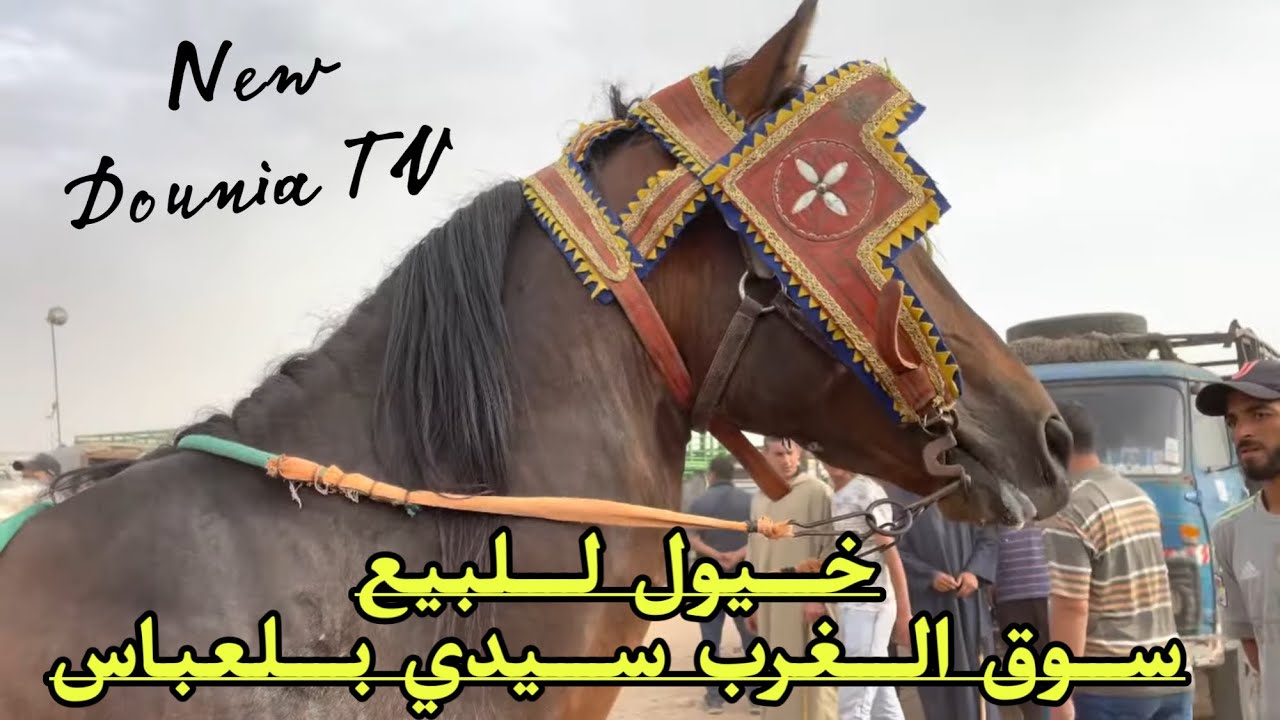 أسعار الخيول الجزائرية من سوق الغرب سيدي بلعباس 2022 🆕