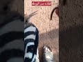 إنقاذ ملك الطيور من ورطة الهدهد الملك