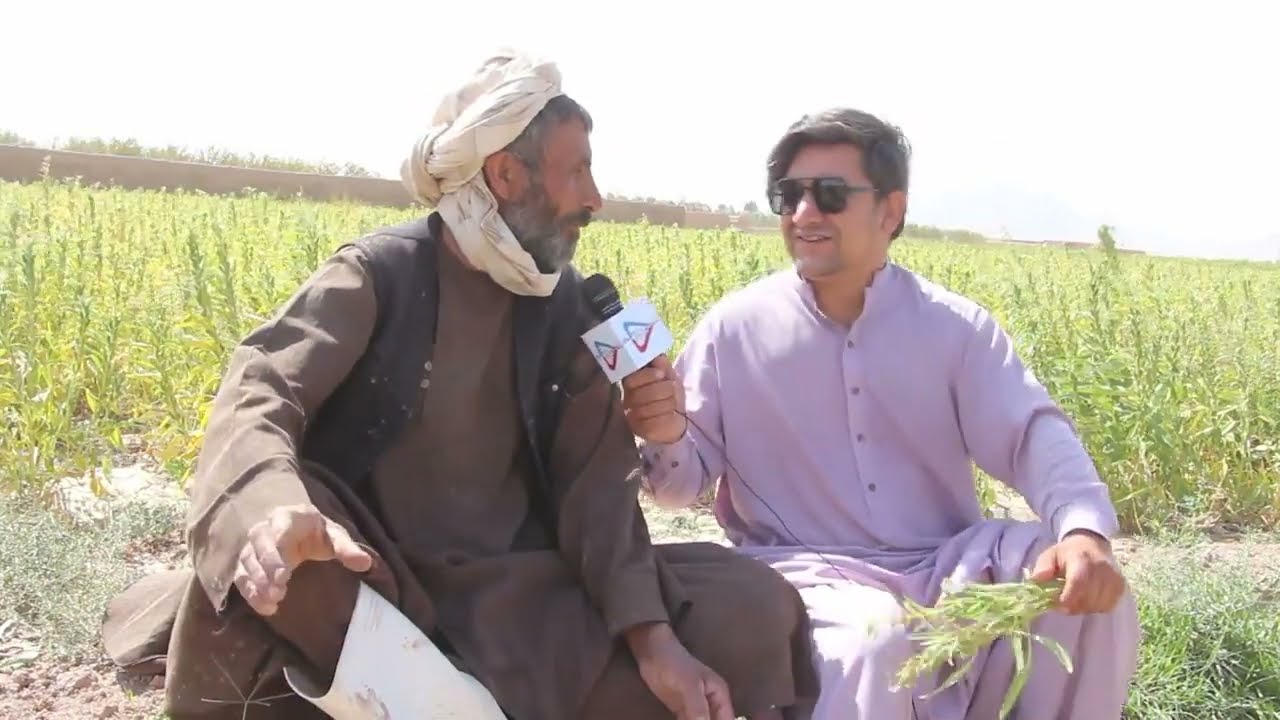 کشت کنجد در هرات افزايش يافته است 