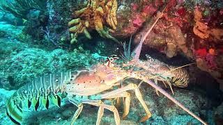 Marine Life VLog  Caribbean Spiny Lobster  MATING