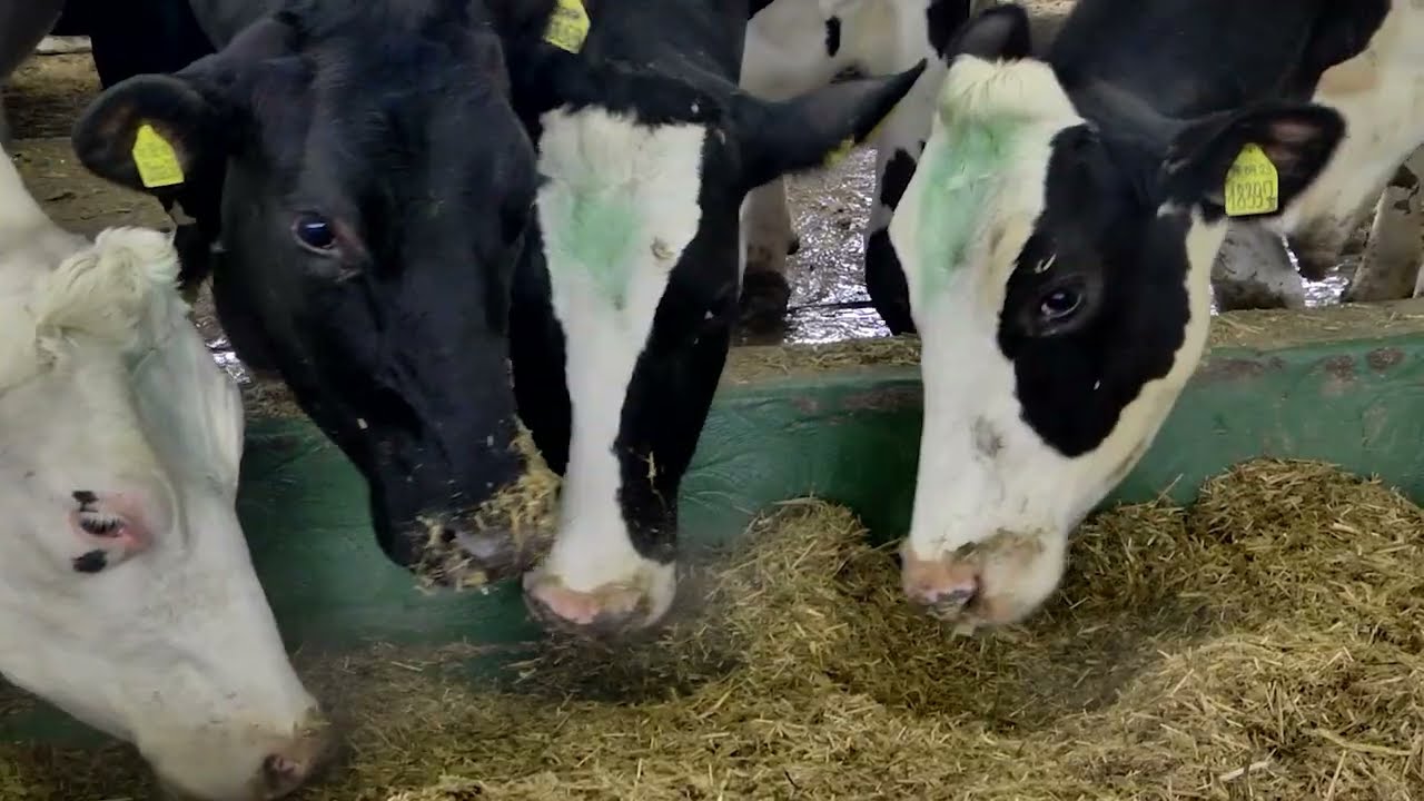 Лучший силос и лучшие коровы или как от коровы 100 литров молока в день надоить.