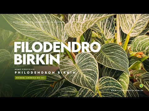 Vídeo: O birkin é um filodendro?