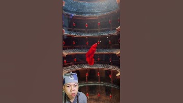 Mới nhìn tưởng con cá đang bay, ai ngờ đâu... #shorts #betta #bettacoffy