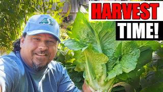 3 Ways To Harvest Lettuce - Garden Quickie Episode 292