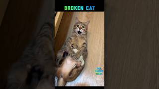 Total Chaos With These Pets 🐶✨ #shorts #funny #fails