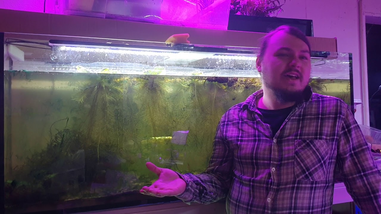 Algen im Aquarium entfernen und vorbeugen - bekämpfen und Ursachen