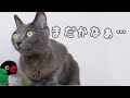 娘が学校から帰ってくるときの猫たちの反応