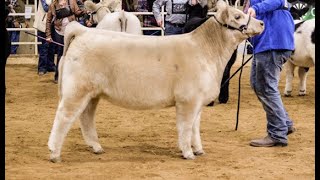 Market Steer 11/12/25
