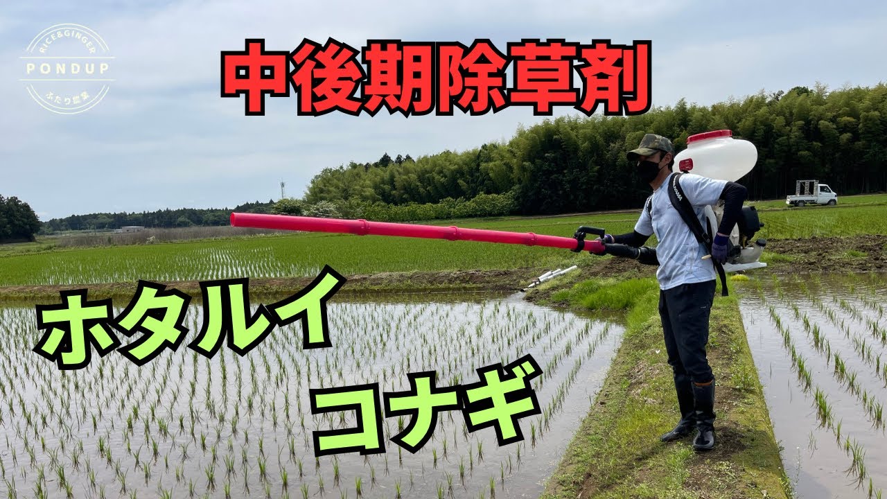 中後期除草剤 ルナクロス ゲパード散布　今年も藻に倒されてる　#農業 #水稲 #動力散布機