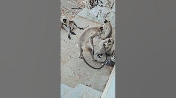 monkey Fight 🐒 #trending #youtubeshorts #ytshorts #reels #shortsfeed #shorts #trendingshorts #virals