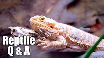 Answering Your Reptile Questions, Burnout Edition