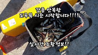 실시간 조황정보! 강릉 안목항 도루묵 입성!!