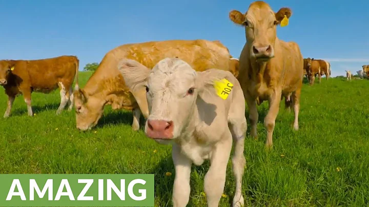 Mother Cow Unbelievably Asks Man To Save Newborn Calf