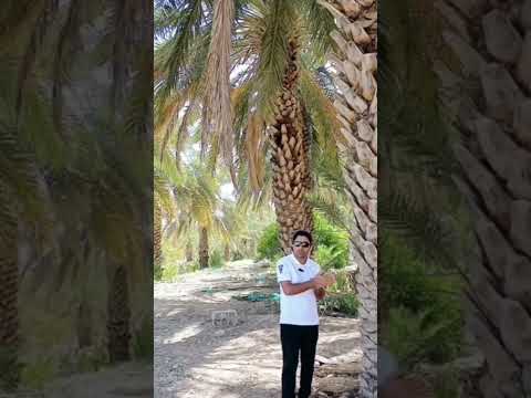 یکی ازبهترین درختی درگذشته انسان رو ازقحطی نجات داده خرما نخل باغ