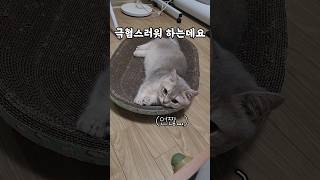 비켜봐 나 겜 좀 하자 #먼치킨고양이 #일상 #cat #cute