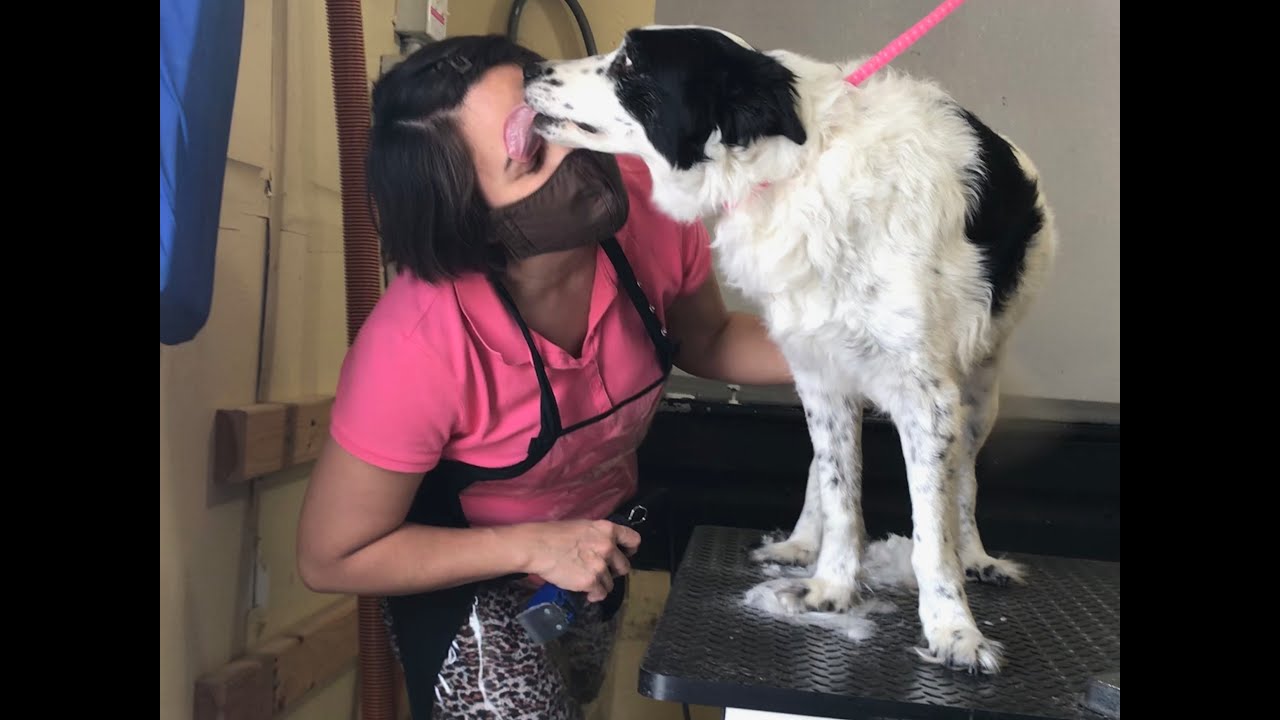 can-i-be-a-dog-groomer-discussion-update-on-groomer-holding-me-back