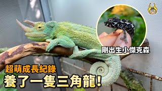 【曬寵物】變色龍寶寶獵食全紀錄終於養成三角龍了