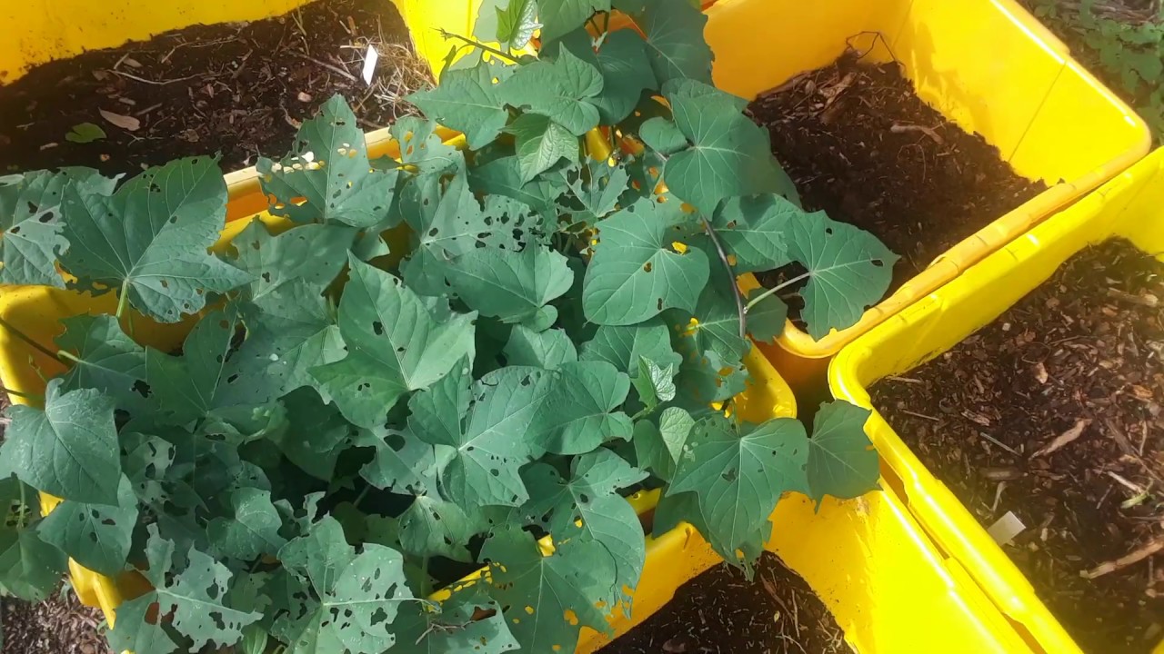 Real AMERICAN TREASURE!! Apios Americana LSU improved Groundnuts