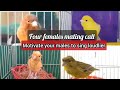 Best mating call 4 females canary ever to motivate your canary to sing loudlier  live training