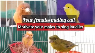 BEST mating call 4 females canary EVER to MOTIVATE your CANARY to sing LOUDLIER  HD LIVE training
