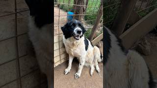 🌟 Lola, Splendida Simil Border Collie, Cerca Casa 🏠 Uniti per Loro Odv #shorts #perte #dog