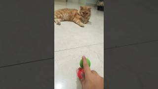 Funniest cat videosfunny cat catlover ytshorts trending youtube