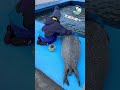 アグの大きな背中🦭✨ #アザラシシーパラダイス #オホーツクとっかりセンター #ゴマフアザラシ #seal #cute #癒し #hokkaido
