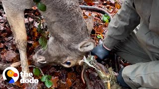 Dad Rushes To Save This Tangled Deer's Life | The Dodo