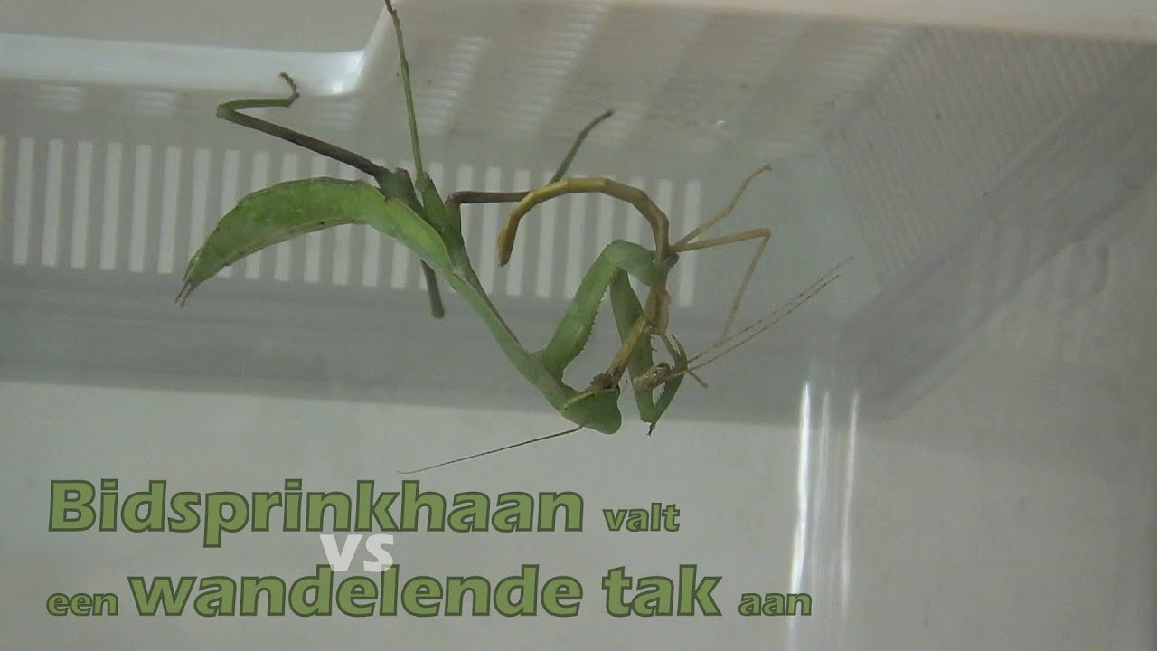 hierodula membranacea alter Bidsprinkhaan valt wandelende tak aan en eet deze helemaal op - Praying mantis attacks stick insect