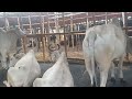 American Ranchers Raise 30 1 Million Beef Cattle This Way American Cow Farm Caw Farm 