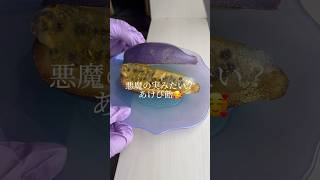 話題の「あけび飴」作ったら悪魔の実みたいww｜Candied fruits ショート shorts ライフハック lifehacks 簡単レシピ