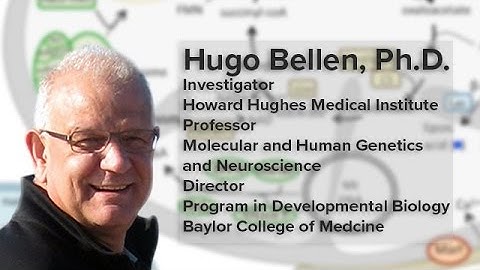 Mitochondria and the Demise of Neurons - Hugo Bellen, Ph.D.