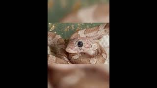 What animals look like with Down syndrome #shorts