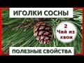 ЧАЙ ИЗ ХВОИ СОСНЫ ПОЛЬЗА