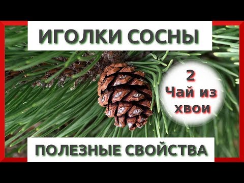 ЧАЙ ИЗ ХВОИ СОСНЫ ПОЛЬЗА