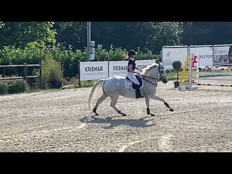 Fedele Kandans Gouden Laars Kuringen 1m30