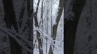 November snow #shortvideo #viralshorts #drone