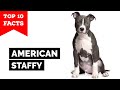 American Staffordshire Terrier - Top 10 Facts (Amstaff) の動画、YouTube動画。