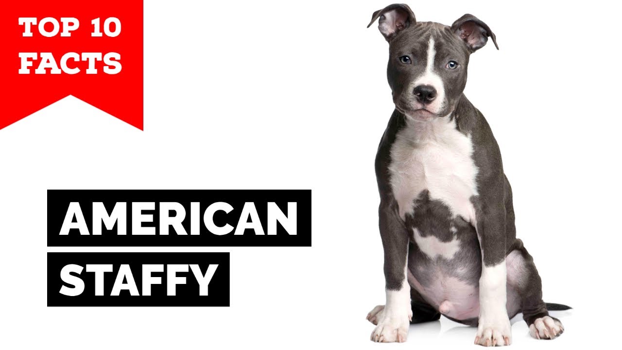 American Staffordshire Terrier - Top 10 Facts (Amstaff) - YouTube