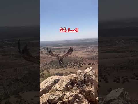 تدخل عناصر الوكالة الوطنية للمياه والغابات بجرادة لعلاج نسر بري عثر عليه في حالة صحية