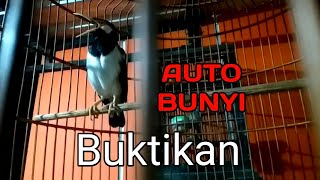 Coba dengarkan suara burung ini, suara burung jalak suren, suren gacor, jalak suren gacor, burung.