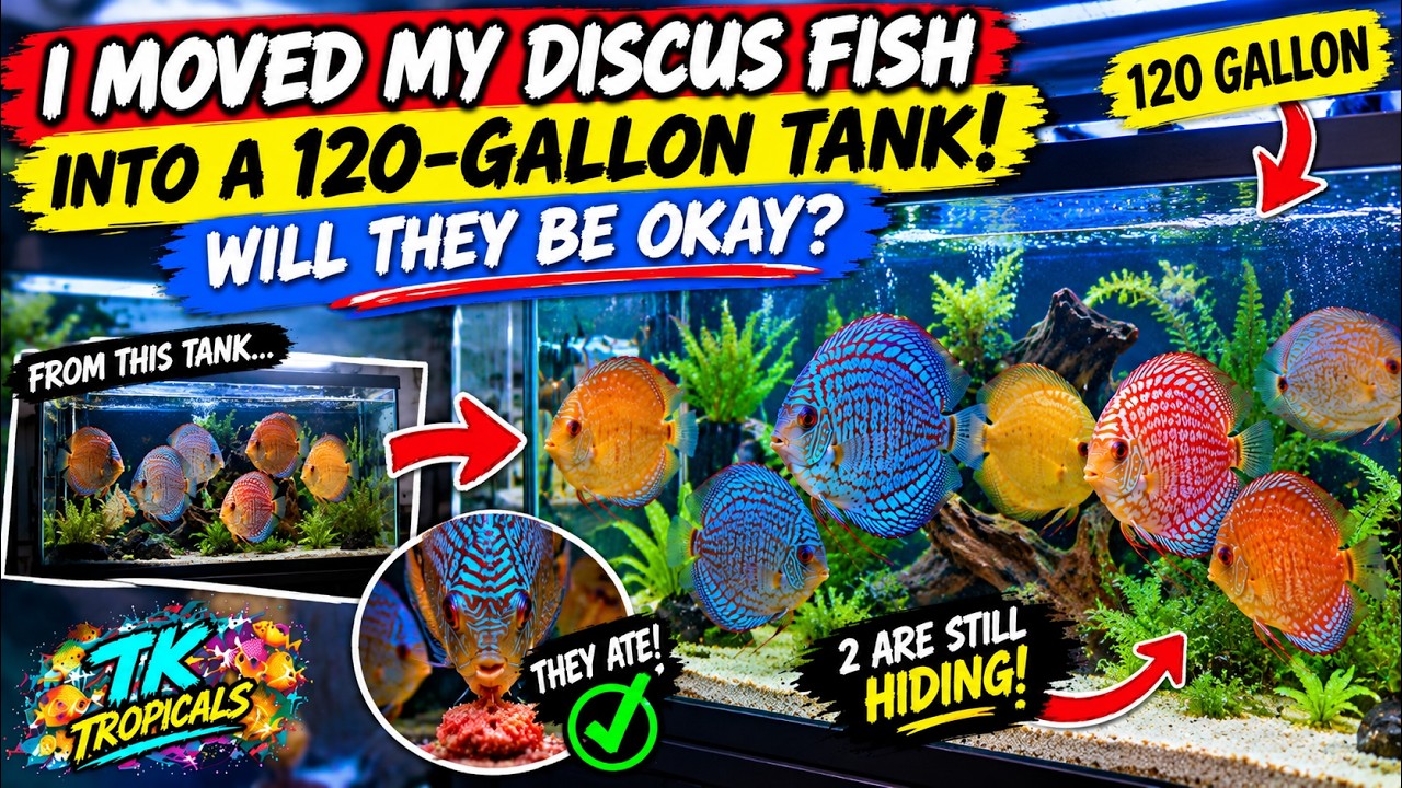 I Moved My Discus Fish Into a 120-Gallon Tank! 🐟 Will They Be Okay?