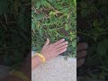 Sensitive Plant #shorts #nature #travel #natureshorts