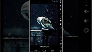 Hedgewig : Android Live Wallpaper : App Demo screenshot 5