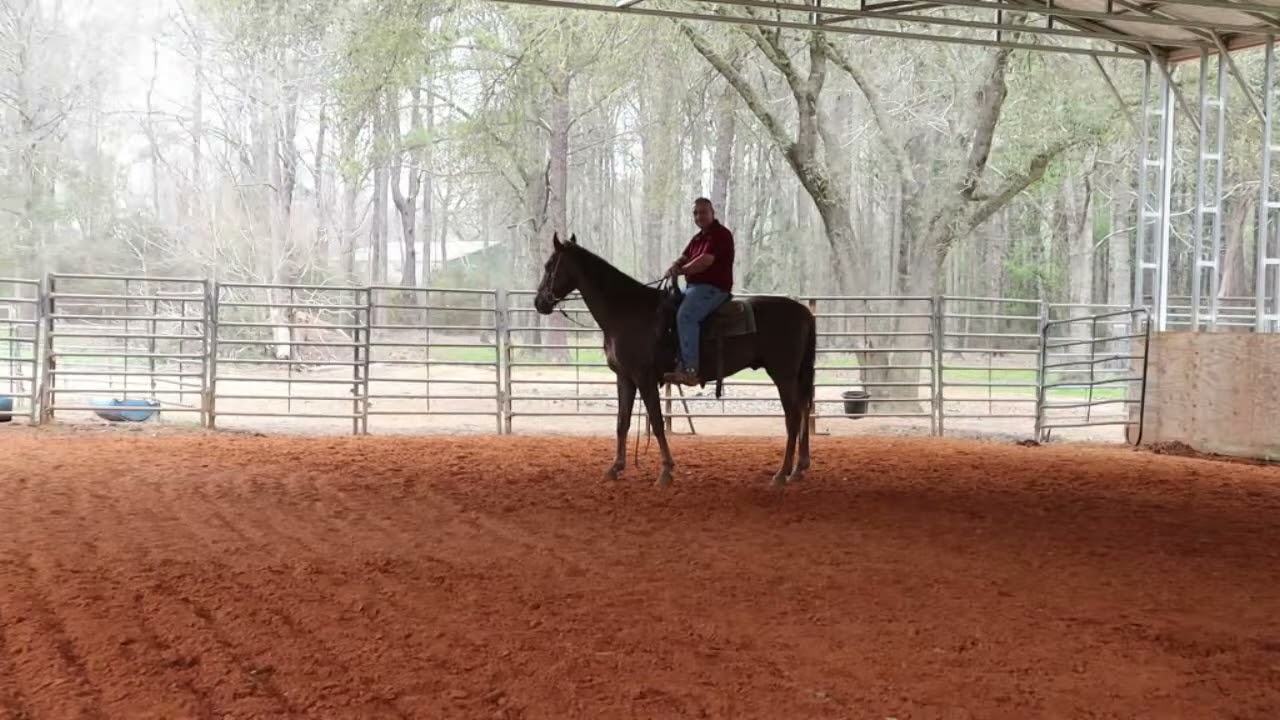 Don't Take it Personally: Understanding Horse Emotions and Bonds