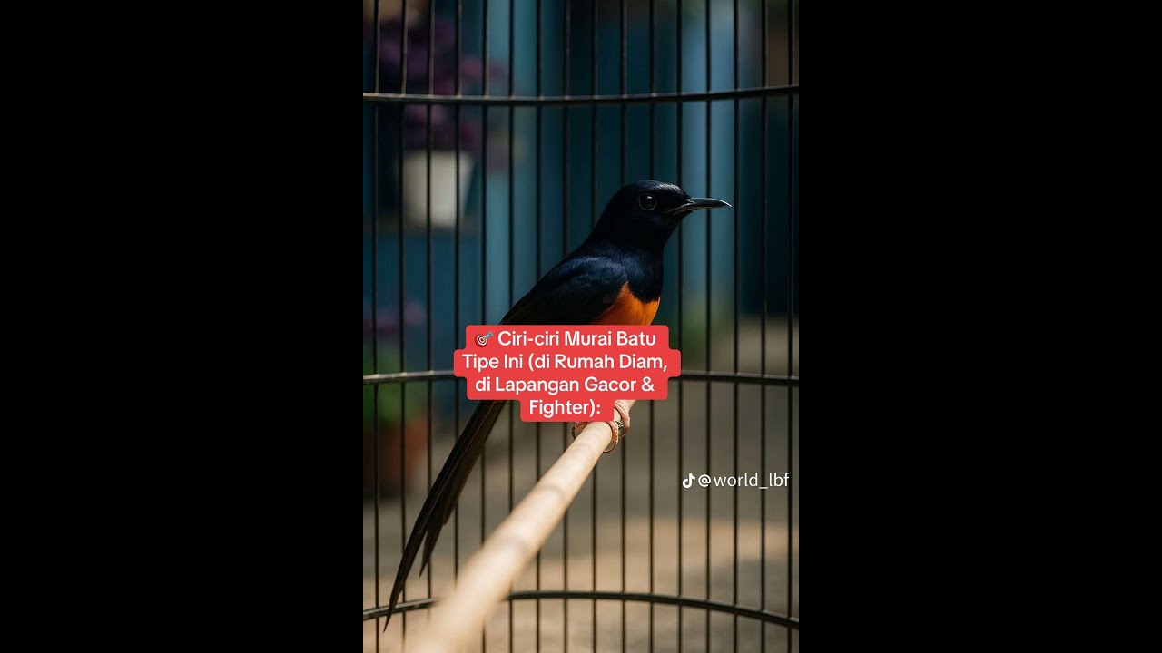 CARI SETINGAN ITU WAJIB FAHAM HAL INI ‼️ JANGAN ASAL 