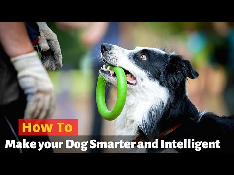 Video: How To Raise An Intelligent Dog