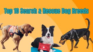 Top 10 Search & Rescue Dog Breeds🐶 I Meet The 10 Canine Superstars I Saving Lives With Paws🚁