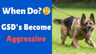 At What Age does A German Shepherd Become Aggressive? When do GSD's Calm Down?